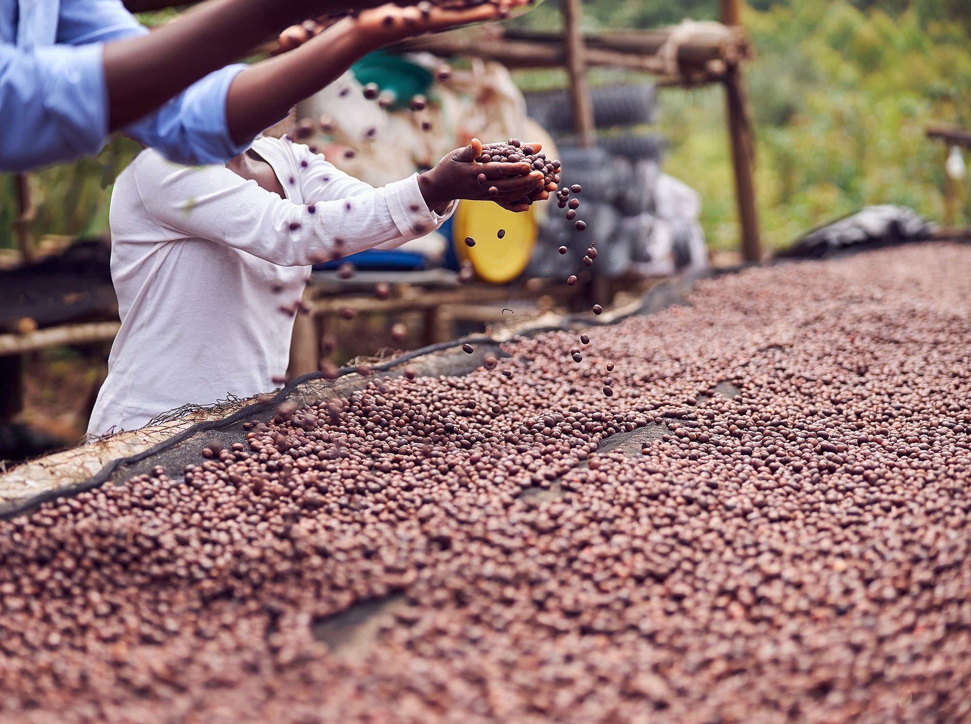 Coffee From Africa and Arabia: Origins and Flavor Profiles