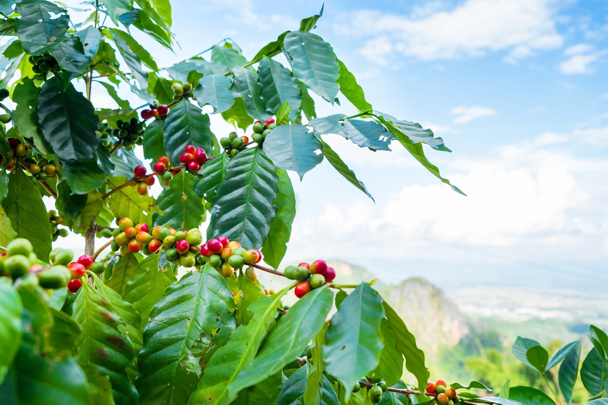 Coffee From Asia and Oceania: Origins and Flavor Profiles