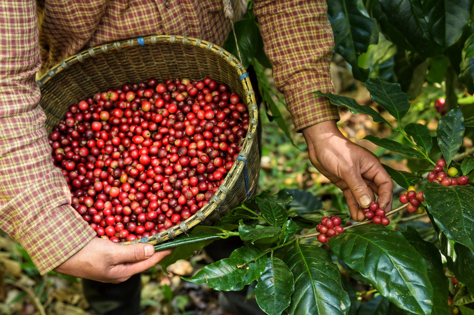 Exploring the Major Coffee-Growing Regions of the World