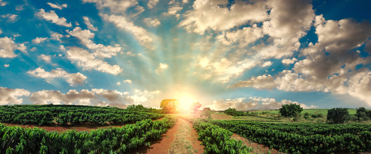 Ten Ways that Coffee Impacts the Earth