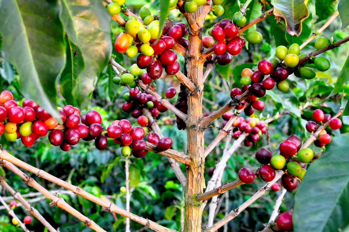 Tuesday Brew Day: Drumroaster Coffee