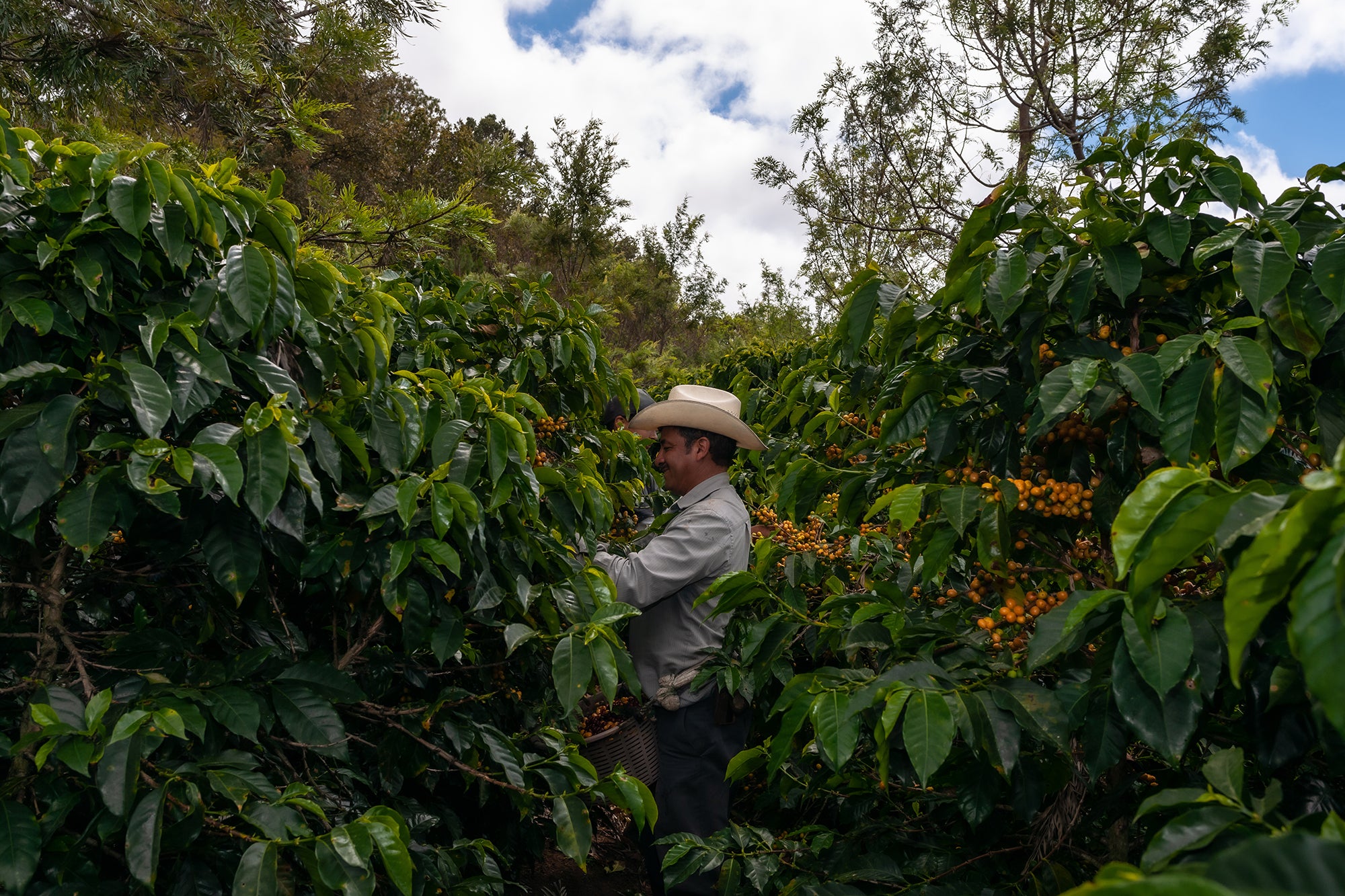 Coffee Grown in North America: Explore Coffee Origins